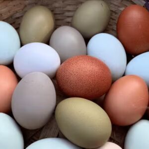 Jumbo Grade AA Chicken Eggs